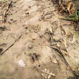 Plaster Imprints of Animal Tracks